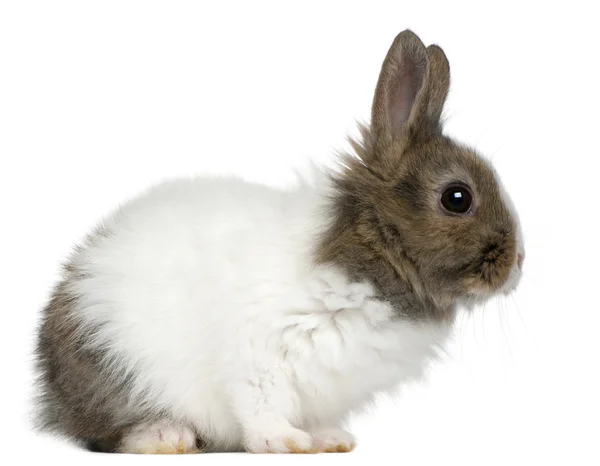 年轻推出兔，2 个月大，在白色背景前 — 图库照片