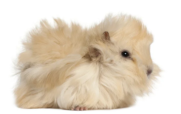 Young Peruvian guinea pig, 2 months old, in front of white background — Stock Photo, Image