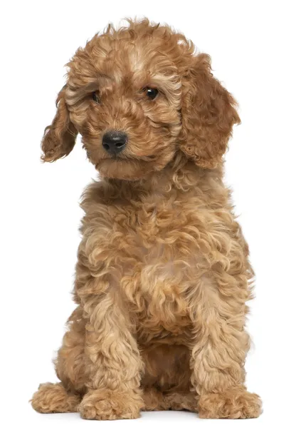 Poodle cachorro, 2 meses de edad, sentado delante de fondo blanco — Foto de Stock