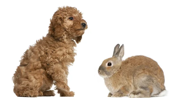 Stock image Poodle puppy, 2 months old, sniffing rabbit in front of white background