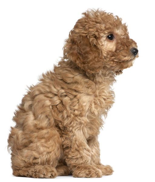 Poodle puppy, 2 months old, sitting in front of white background