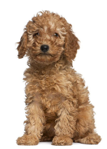 Poodle puppy, 2 months old, sitting in front of white background