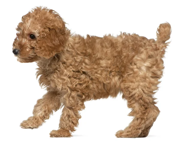 Poodle cachorro, 2 meses de edad, de pie delante de fondo blanco —  Fotos de Stock