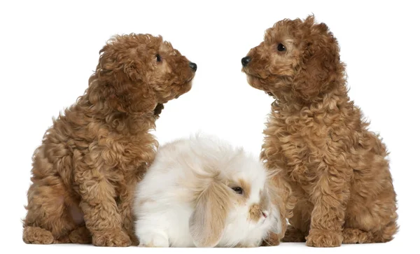 Filhotes de cachorro poodle, 2 meses de idade, e coelho na frente de fundo branco — Fotografia de Stock