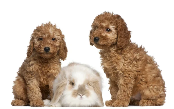 Poodle cachorros, 2 meses de edad, y el conejo en frente de fondo blanco — Foto de Stock