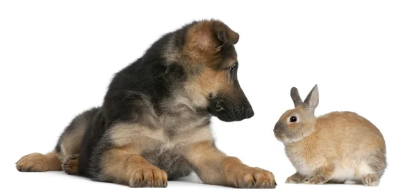 Pastore Tedesco cucciolo, 4 mesi, e un coniglio davanti a sfondo bianco — Foto Stock
