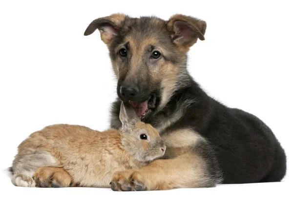 Немецкая овчарка щенок, 4 месяца, и кролик на белом фоне — стоковое фото