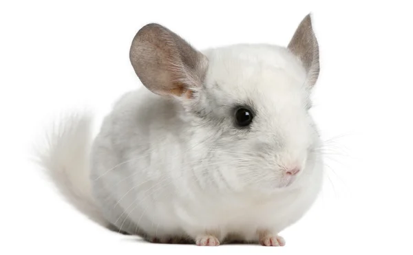 Wilson Chinchilla, 12 months old, in front of white background — Stock Photo, Image