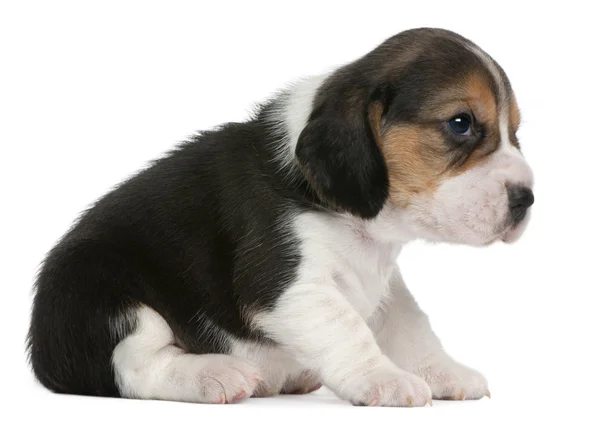 Beagle Puppy, în vârstă de 1 lună, așezat în fața fundalului alb — Fotografie, imagine de stoc