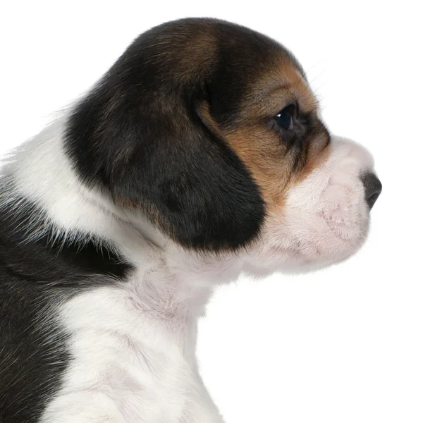 Beagle Puppy, 1 mes de edad, sentado frente al fondo blanco —  Fotos de Stock