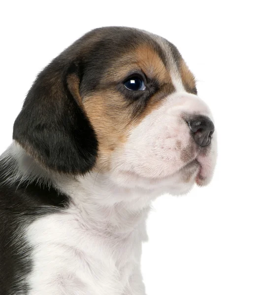 Beagle Pentu, 1 kk vanha, istuu edessä valkoinen tausta — kuvapankkivalokuva