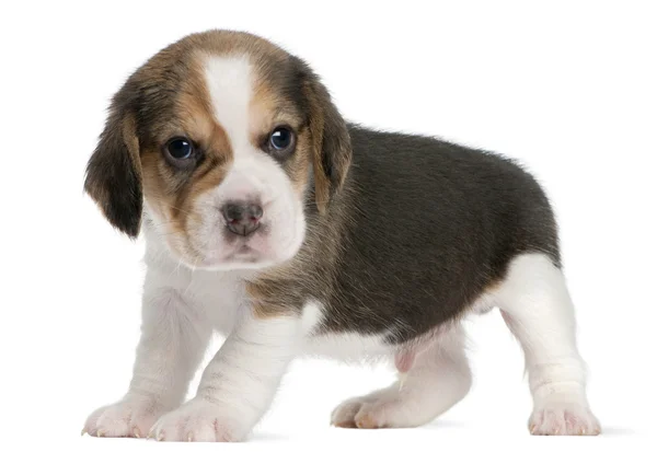 Beagle Puppy, 1 month old, standing in front of white background — Stock Photo, Image