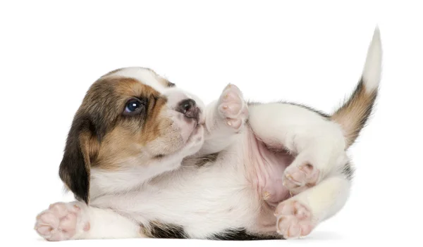 Beagle Puppy, 1 month old, lying in front of white background — Stock Photo, Image