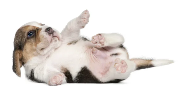 Beagle Puppy, 1 month old, lying in front of white background — Stock Photo, Image