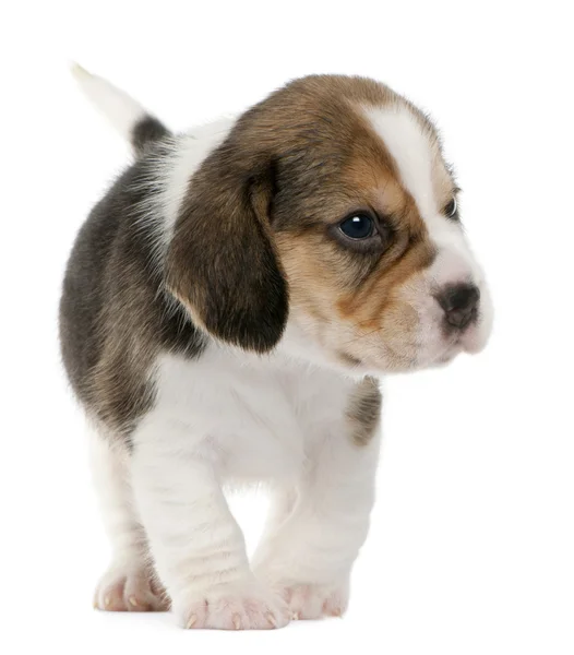 Beagle Puppy, în vârstă de 1 lună, în picioare în fața fundalului alb — Fotografie, imagine de stoc