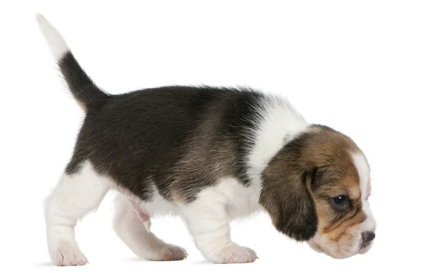 Beagle Puppy, 1 mes de edad, caminando frente al fondo blanco —  Fotos de Stock