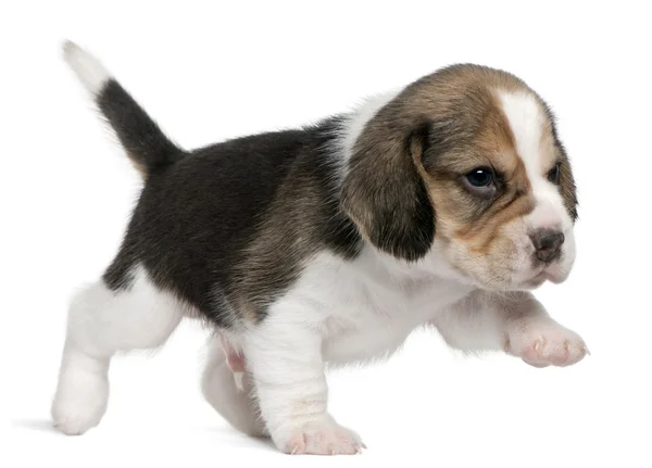 Beagle Puppy, 1 mes de edad, caminando frente al fondo blanco —  Fotos de Stock