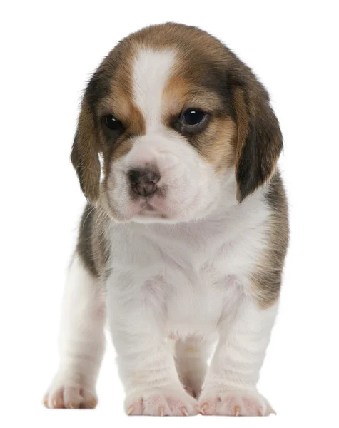 ビーグル犬の子犬は、生後 1 ヶ月、白い背景の前に立って — ストック写真