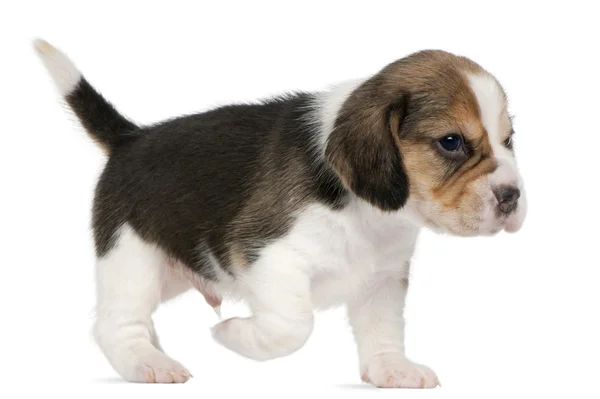 비글 강아지, 1 개월 된 흰색 배경 앞에 걸어 — 스톡 사진