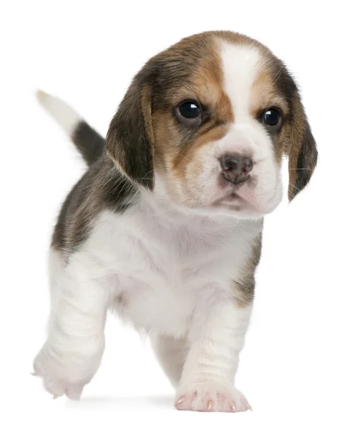 Beagle Puppy, 1 month old, walking in front of white background — Stock Photo, Image