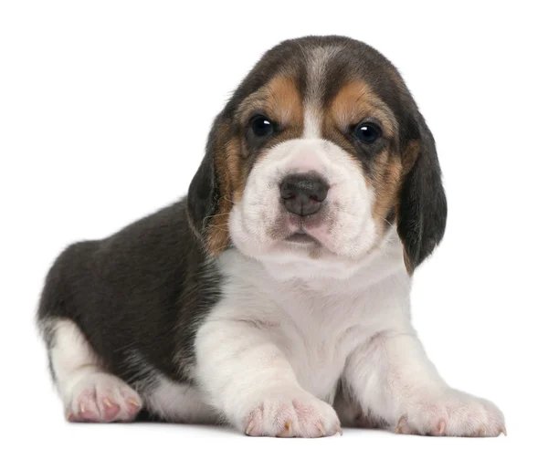 Κουτάβι Beagle, 1 μήνα παλιά, που βρίσκεται μπροστά από το λευκό φόντο — Φωτογραφία Αρχείου