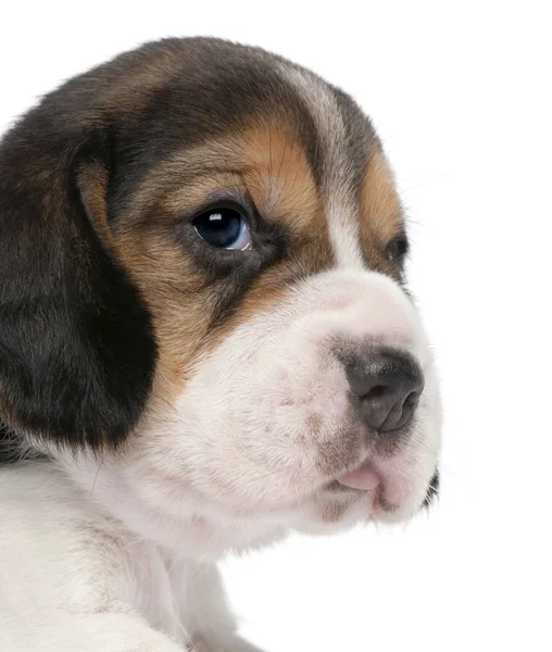 1 kuukauden ikäisen beagle-pennun lähikuva valkoisen taustan edessä — kuvapankkivalokuva