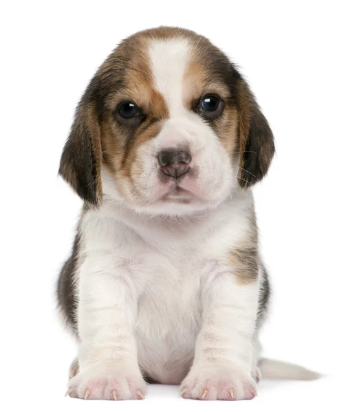 Beagle Pentu, 1 kk vanha, istuu edessä valkoinen tausta — kuvapankkivalokuva