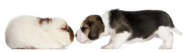Beagle Puppy, de 1 mes de edad, y Teddy guinea pig, de 9 meses de edad, frente al fondo blanco — Foto de Stock