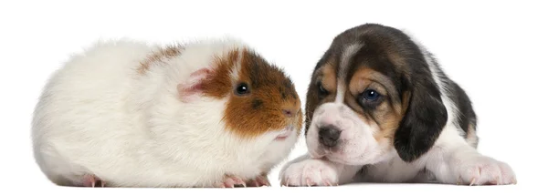 Bígl štěně, 1 měsíc staré a teddy morče, 9 měsíců starý, před bílým pozadím — Stock fotografie