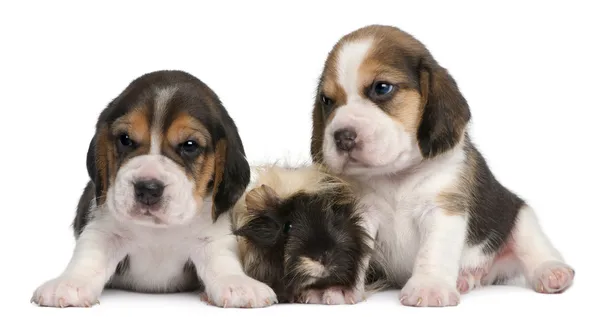 Due cuccioli Beagle, di 1 mese, e porcellino d'India peruviano, di 6 mesi, davanti allo sfondo bianco — Foto Stock