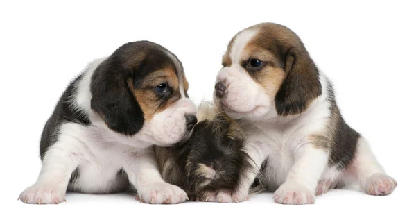 Dois cachorros Beagle, 1 mês de idade, e cobaia peruana, 6 meses de idade, na frente de fundo branco — Fotografia de Stock