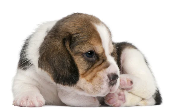 Beagle yavru, 1 ay önce beyaz arka plan yalan söylüyor. — Stok fotoğraf
