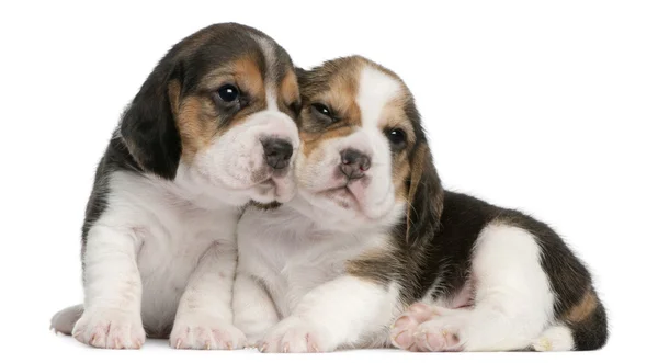 Два щенка Beagle, 1 месяц, на белом фоне — стоковое фото