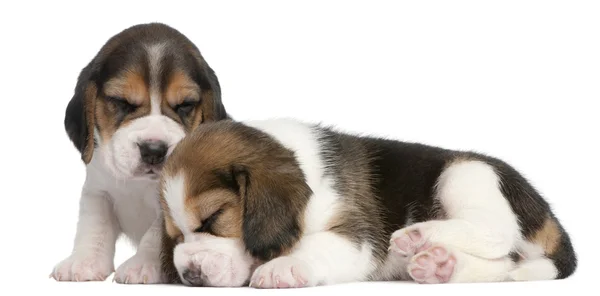 Due cuccioli Beagle, 1 mese, davanti allo sfondo bianco — Foto Stock