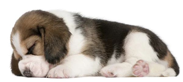 Beagle Welpe, 1 Monat alt, vor weißem Hintergrund liegend — Stockfoto