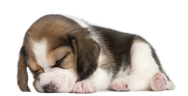 Beagle Puppy, 1 mês, deitado em frente ao fundo branco — Fotografia de Stock