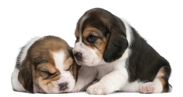 Dois cachorros Beagle, 1 mês de idade, na frente do fundo branco — Fotografia de Stock