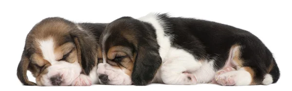 Dvě štěňata beagle, 1 měsíc staré, ležel před bílým pozadím — Stock fotografie