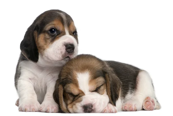Doi pui Beagle, în vârstă de 1 lună, în fața fundalului alb — Fotografie, imagine de stoc