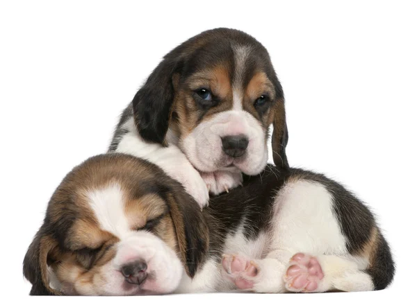Dua Beagle Puppies, 1 bulan tua, di depan latar belakang putih — Stok Foto
