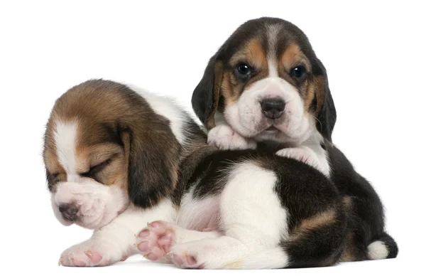 Two Beagle Puppies, 1 month old, in front of white background — Stock Photo, Image