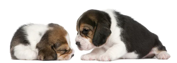 两个小猎犬的小狗，1 个月大，在白色背景前 — 图库照片