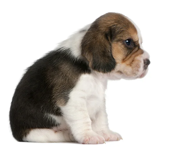 Primer plano de Beagle Puppy, 1 mes de edad, frente al fondo blanco — Foto de Stock