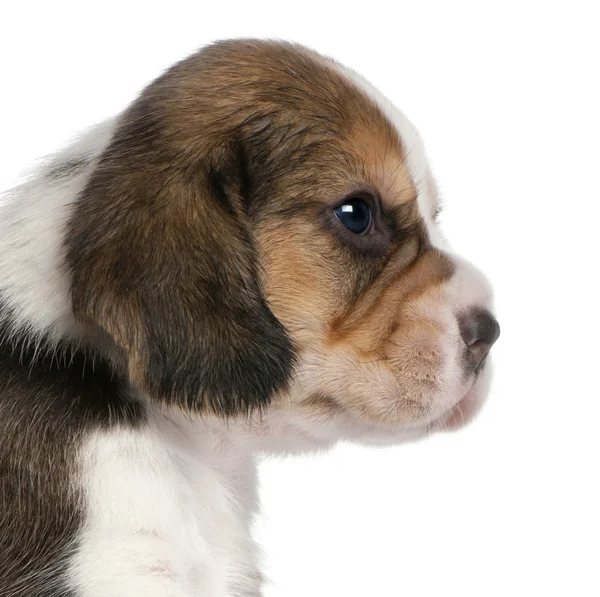Close-up af Beagle Puppy, 1 måned gammel, foran hvid baggrund - Stock-foto