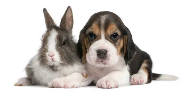 Beagle Puppy, 1 month old, and a rabbit in front of white background — Stock Photo, Image