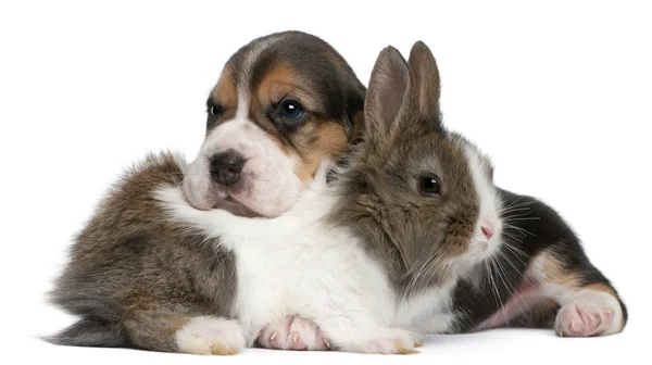 Beagle Puppy, 1 month old, and a rabbit in front of white background — Stock Photo, Image