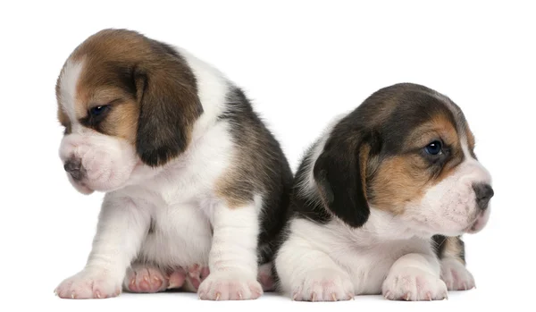 Dvě štěňata beagle, 1 měsíc staré, před bílým pozadím — Stock fotografie