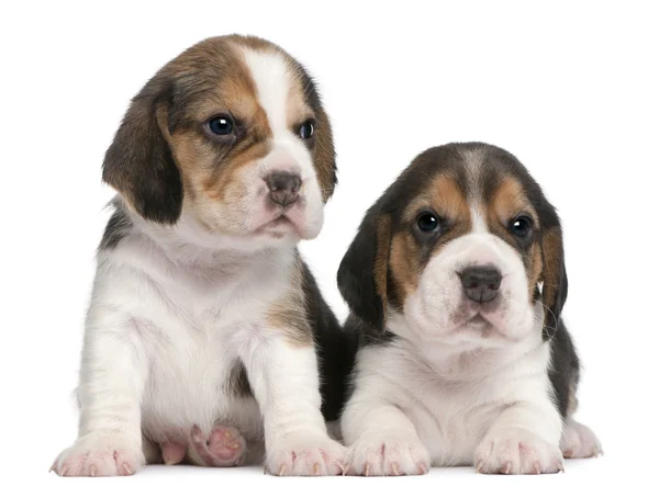 Dos cachorros Beagle, de 1 mes de edad, frente al fondo blanco — Foto de Stock