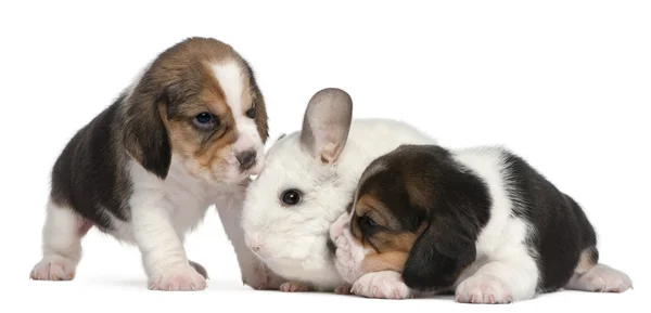 Dos cachorros Beagle, de 1 mes de edad, y una chinchilla Wilson, de 12 meses de edad, frente al fondo blanco —  Fotos de Stock