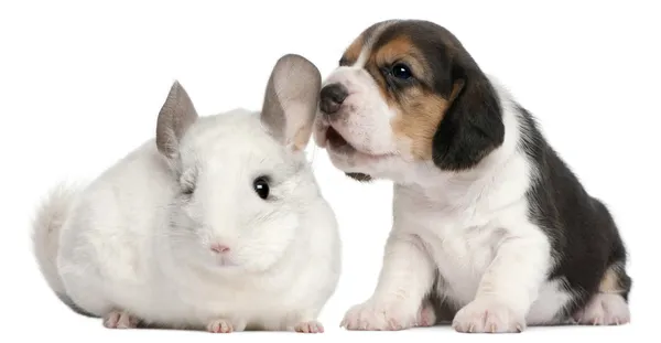 ビーグル犬の子犬は、生後 1 ヶ月とウィルソン チンチラ、12 ヶ月、白い背景の前に — ストック写真